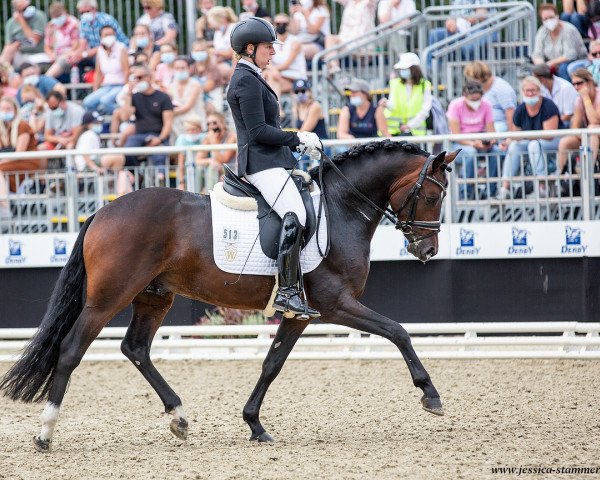 stallion Komplett (German Riding Pony, 2017, from Kachunga)