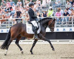 stallion Komplett (German Riding Pony, 2017, from Kachunga)