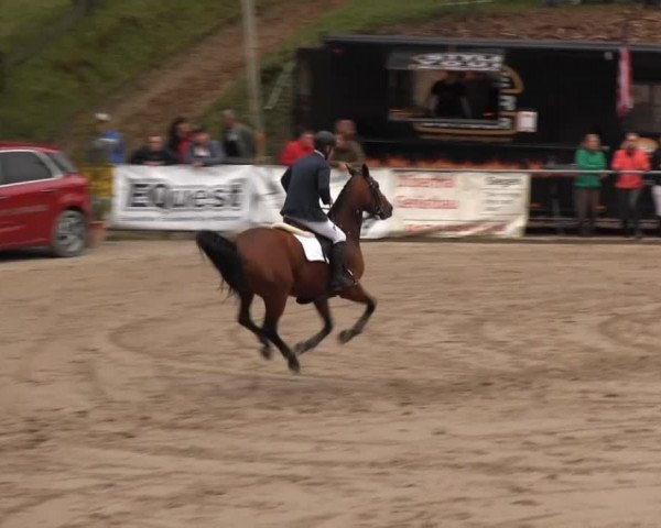 Großes Springturnier Siegener Reitverein 2013