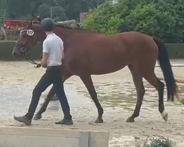 horse Sumeya (Trakehner, 2020, from High Motion 2)