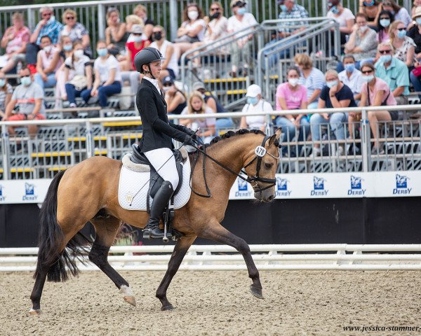 stallion Hesselteichs Movie Maker (German Riding Pony, 2017, from Movie Star)