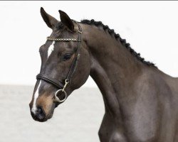 Springpferd Quotengirl 4 (Oldenburger Springpferd, 2020, von Quabrie)