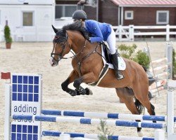 jumper My Blue Style VK (KWPN (Royal Dutch Sporthorse), 2017, from Zirocco Blue)