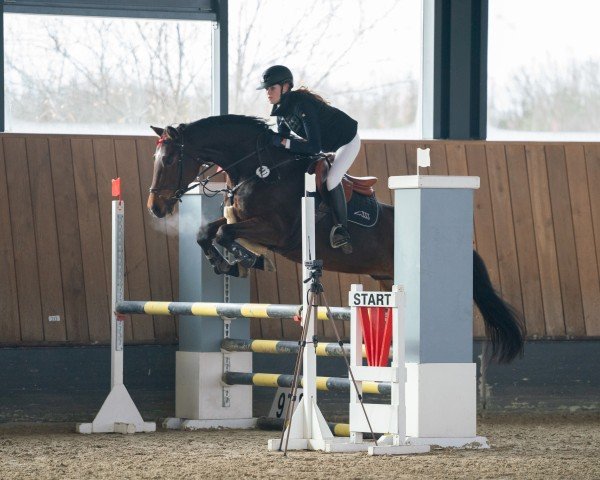 jumper Stalibri (German Sport Horse, 2019, from Stakkido)