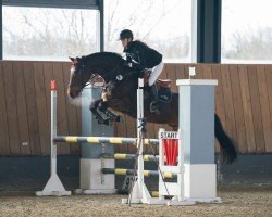 jumper Stalibri (German Sport Horse, 2019, from Stakkido)