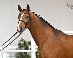Deckhengst Cash and Go 13 (Holsteiner, 2021, von Chopin VA)