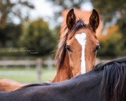 Pferd Hengst von Armani Gold HW (Westfale, 2024, von Armani Gold HW)
