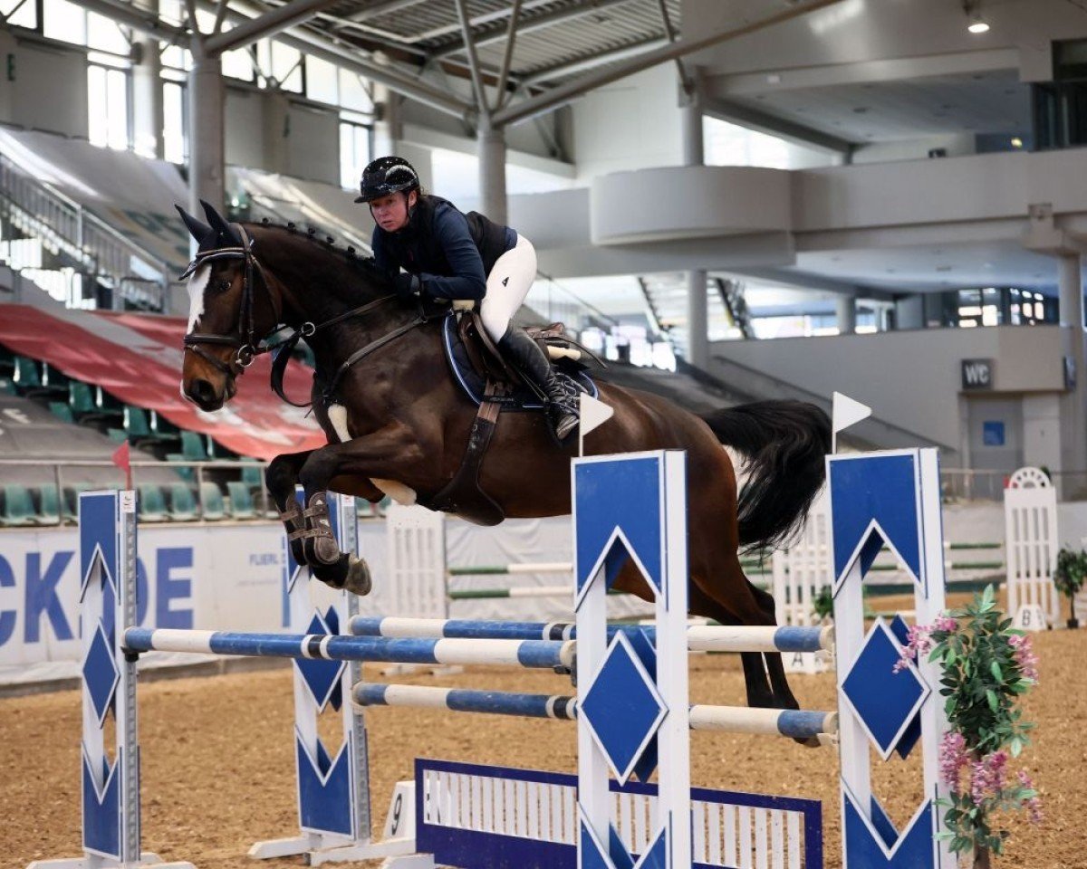 jumper Very colorful Dingo (Oldenburg show jumper, 2019, from Van Gogh)