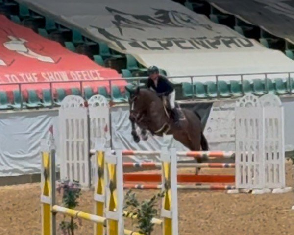 jumper Stubbenhof's Calimero (German Warmblood, 2019, from Corrido 4)