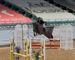 jumper Stubbenhof's Calimero (German Warmblood, 2019, from Corrido 4)