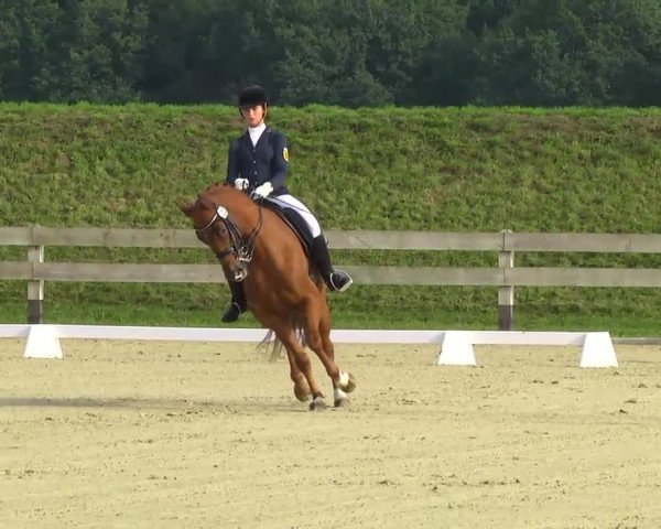Reitturnier Linkenheim-Hochstetten 2013
