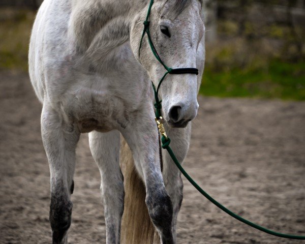 broodmare Streisand (Thoroughbred, 2014, from Mastercraftsman xx)