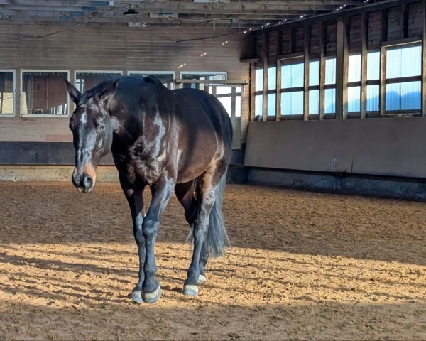Pferd Santiano (Oldenburger, 2009, von Sergio Rossi)