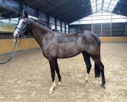 jumper Zora 178 (German Riding Pony, 2019)