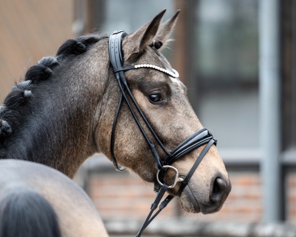 Pferd Qasi le Beau (Westfale, 2022, von Qaside Md)