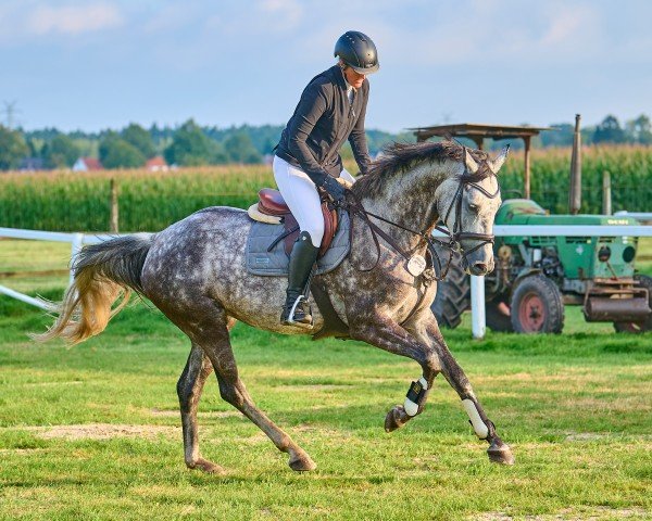 jumper Cora Lee (Hanoverian, 2018, from Clinton's Heart)