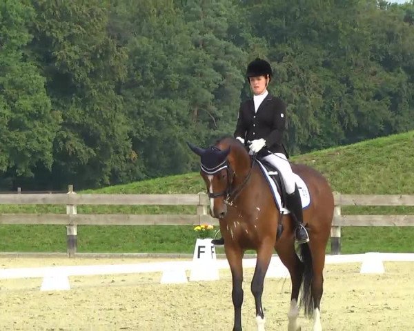 Reitturnier Linkenheim-Hochstetten 2013