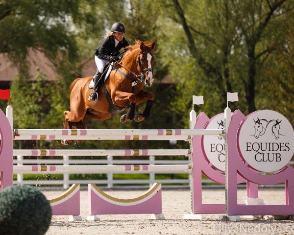 stallion Batiskaf (Trakehner, 2003, from Telets)