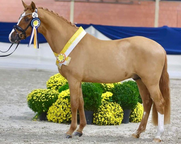 Pferd No Worries (Deutsches Reitpony, 2022, von Fs Numero Uno)