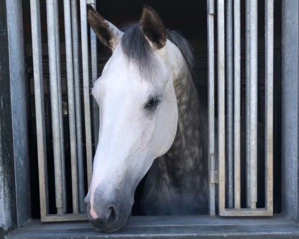 dressage horse La Fleur Princesse (Hanoverian, 2013, from Londontime) dressage horse La Fleur Princesse (Hanoverian, 2013, from Londontime)