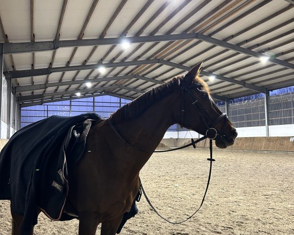 Pferd Can‘t Hold Us 3 (Oldenburger Springpferd, 2017, von Carridam)