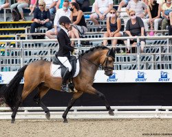 Deckhengst Danyelh N (Deutsches Reitpony, 2017, von Dresscode AT)