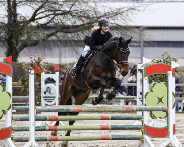 jumper Cuyahoga (Oldenburg show jumper, 2017, from Chaccato)