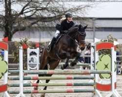 jumper Cuyahoga (Oldenburg show jumper, 2017, from Chaccato)
