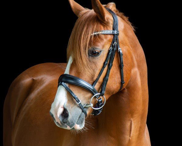 horse Gandhi 149 (German Riding Pony, 2020, from Gigabyte)