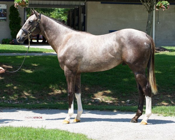 horse Hengst von Arrogate xx (Thoroughbred, 2020, from Arrogate xx)