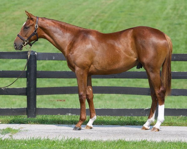 Pferd Hengst von Gun Runner xx (Englisches Vollblut, 2020, von Gun Runner xx)