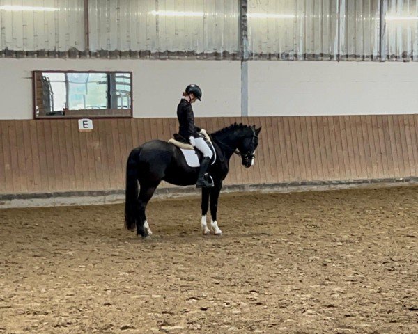 Dressurpferd Vasco 113 (Deutsches Reitpony, 2012, von Vincent)