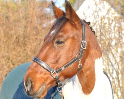 Dressurpferd Brave Heart 17 (Traber, 2017)