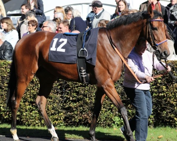 horse Wild Cinderella xx (Thoroughbred, 2014, from Soldier Hollow xx)