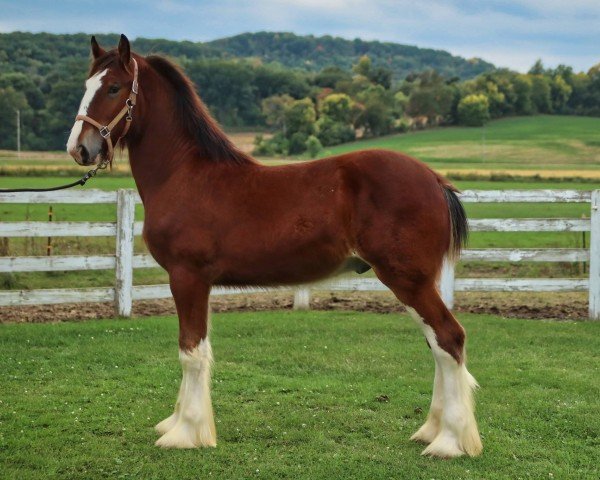 Deckhengst Brookside Chester (Clydesdale, 2023, von Tablerock's Cracker Jack)