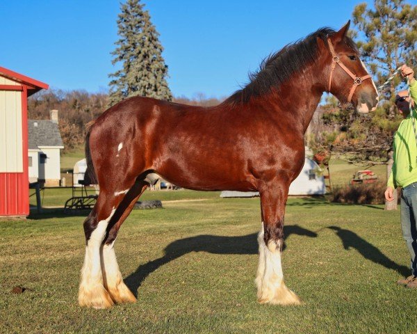 Deckhengst Brookside Mack (Clydesdale, 2022, von Tablerock's Cracker Jack)
