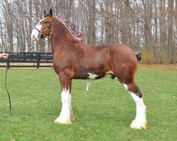 Deckhengst Irish Thunder's Celtic Presley (Clydesdale, 2022, von Irish Thunder's Celtic Finnegan)