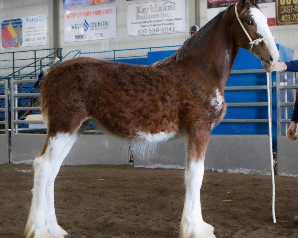 Zuchtstute Willow Way Xolani (Clydesdale, 2023, von Thorpe Hill Bomber)