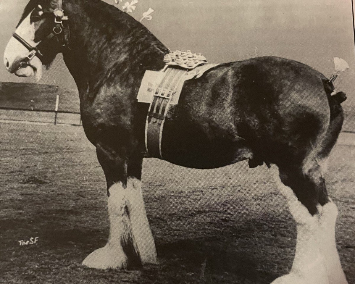 Stallone da monta Johnston Leader (Clydesdale, 1964, di Johnston Sensation)