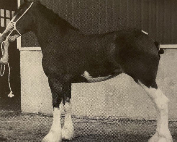 broodmare Braehead Amber (Clydesdale, 2000, from Greendykes Apollo)
