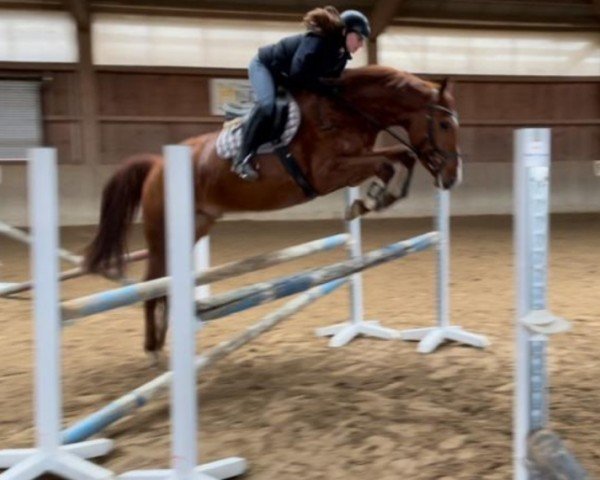 horse Centrico SRH (Oldenburg, 2019, from Central Park 6)