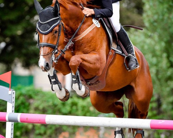 broodmare Cherie H (German Sport Horse, 2010, from Pikeur Crossfire)