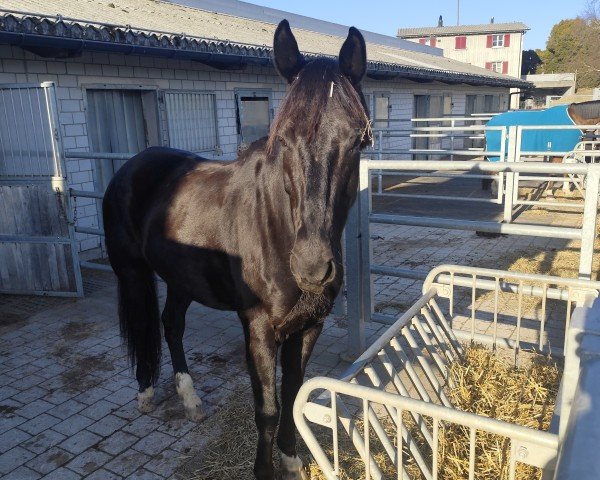 Dressurpferd Lord Everdale C (Oldenburger, 2014, von Everdale)