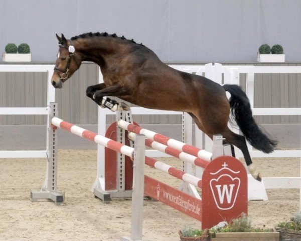 horse Dori (German Riding Pony, 2021, from HET Don´t forget me)