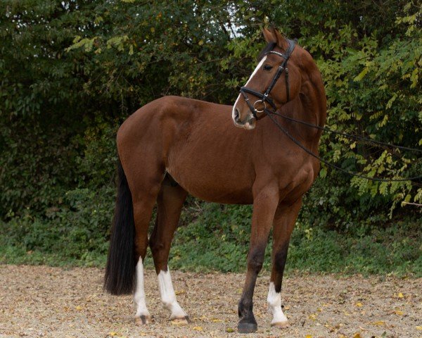 horse Levison SJ (Austrian Warmblood, 2019, from Levistano)
