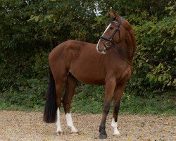 horse Levison SJ (Austrian Warmblood, 2019, from Levistano)