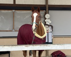 Springpferd Chacfly's Captain Morgan (Oldenburger Springpferd, 2018, von Chacfly PS)