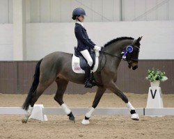 dressage horse Godrics Campeggio (UK Pony, 2009, from Caesar)