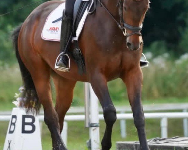 Pferd Gigantin (Österreichisches Warmblut, 2019, von Seven Up)