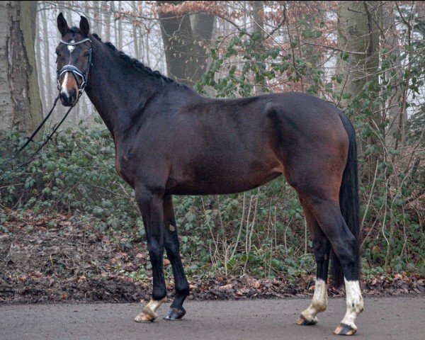 broodmare Ovida TC (KWPN (Royal Dutch Sporthorse), 2019, from Joop TC)